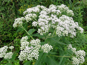 Eupatorium perfoliatum