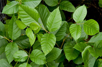 Rhus toxicodendron