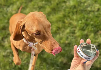 La startup ceca Bene Meat Technologies ha ottenuto dall’Unione Europea la registrazione come prima impresa a livello globale per la produzione di carne coltivata da utilizzare come cibo per cani e gatti.