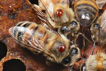 Api aggredite dal parassita Varroa dal colore rosso