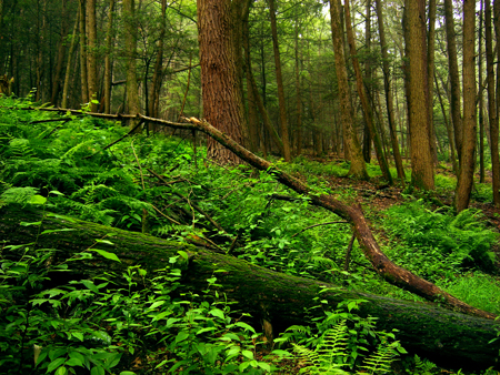 Il sottobosco, regno del Physarum Polycephalum (Credit Wikipedia)