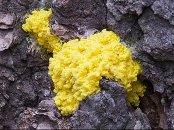 Colonia di Physarum Polycephalum 