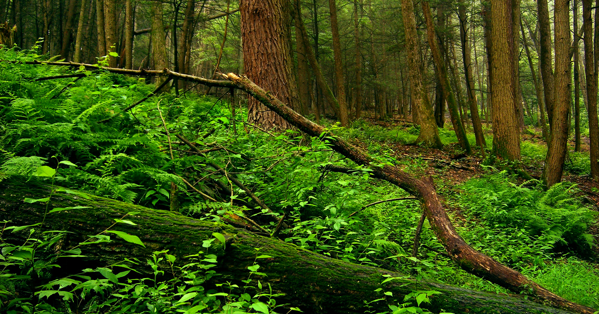 Il sottobosco, regno del Physarum Polycephalum (Credit Wikipedia)