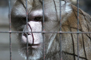 Torino non merita uno Zoo