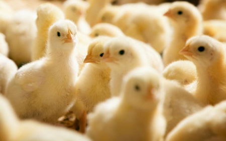 Benessere animale che nuoce agli animali