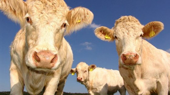 Benessere animale che nuoce agli animali 