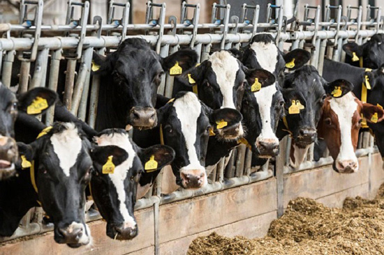 Salviamo gli animali, salveremo il pianeta