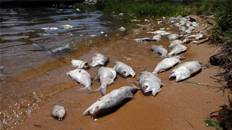 Uno scorcio della dead-zone della Baia di Chesapeake, fortemente inquinata dal guano degli allevamenti di polli.