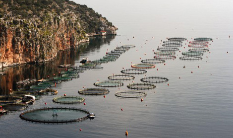 Vasche per allevamento di salmoni. Ogni vasca può contenere sino a 200 mila pesci. I rifiuti prodotti da tre sole gabbie sono pari all’equivalente di liquami prodotti da 120.000 persone. Vengono alimentati con mangimi animali o soia OGM importata dal Brasile al prezzo delle note devastazioni ambientali. La loro carne è grigia, fino a pochi giorni dalla macellazione, quando viene colorata artificialmente principalmente con additivi chimici.