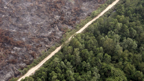 Una delle tante immagini che denunciano la deforestazione selvaggia in Amazzonia praticata per far posto agli allevamenti di bovini o alle culture di cereali destinate all'alimentazione dei bovini stessi.