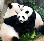 Vita e morte negli zoo
