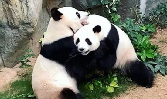 Vita e morte negli zoo