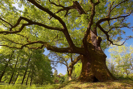 Gli alberi sono dotati di memoria e provano emozioni (Stefano Mancuso e Peter Wohlleben)