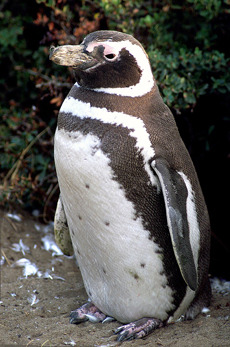 Pinguino di Magellano