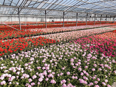 Una delle serre della Cooperativa Sociale Parvus Flos alimentata con energia geotermica (Foto:Facebook Parvus Flos)