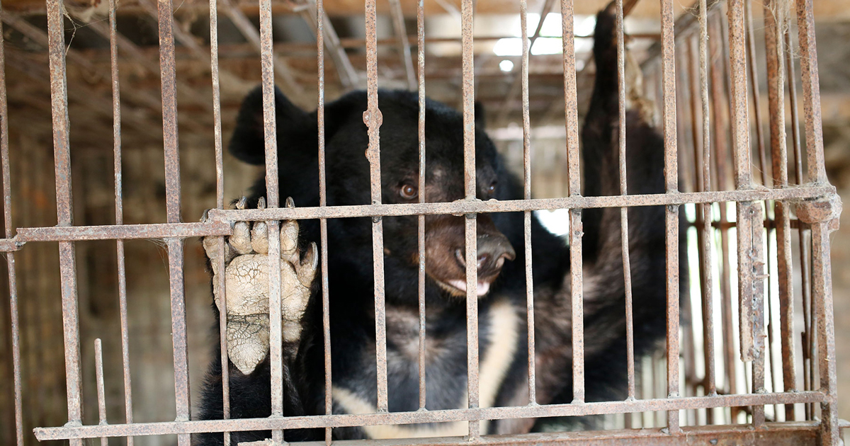 Tu Do, l’ultimo orso della luna prigioniero nelle fattorie della bile di Son La, in Vietnam, liberato dall’associazione Four Paws