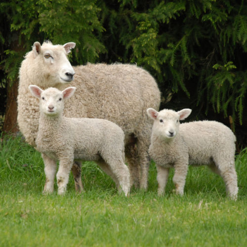 No agnelli a Pasqua, il Vegan fa la differenza